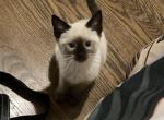 Peaches - Domestic Kitten For Sale - Indianapolis, IN, US