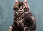 Fred - Maine Coon Kitten For Sale - Boston, MA, US