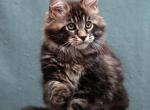 Fred - Maine Coon Kitten For Sale - Gurnee, IL, US