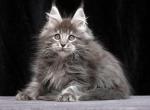 Incognito - Maine Coon Kitten For Sale - Gurnee, IL, US