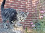 Coffee - Domestic Kitten For Sale - 