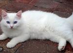 Kitten  6 - Ragdoll Kitten For Sale - 