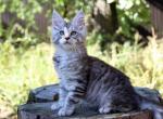 Like Maine Coon male black silver spotted tabby - Maine Coon Kitten For Sale - Miami, FL, US