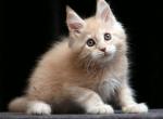 Hilton Maine Coon male cream silver tabby - Maine Coon Kitten For Sale - Miami, FL, US