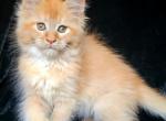 Alice Maine Coon female red silver - Maine Coon Kitten For Sale - Miami, FL, US