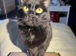 Pepper - Domestic Cat For Adoption - Bellflower, CA, US