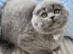 Casper Scottish Fold male blue - Scottish Fold Kitten For Sale - Miami, FL, US