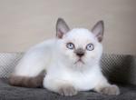 Lilla British Shorthair female lilac pointed - British Shorthair Kitten For Sale - Miami, FL, US