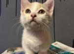 Mitzy - Munchkin Kitten For Sale - 