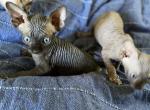 PICO - Sphynx Kitten For Sale - Long Island City, NY, US