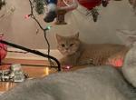 Nora - British Shorthair Cat For Sale/Retired Breeding - Bridgeton, NJ, US