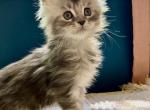 Purebred Maine Coon kittens - Maine Coon Kitten For Sale - Dayton, OH, US