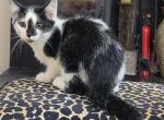 Spoty - Domestic Kitten For Sale - 