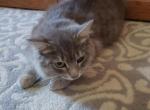 Puffka - Domestic Cat For Sale - Marlboro, CT, US