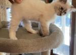 Toby - Balinese Kitten For Sale - Branson, MO, US