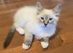 Tommy - Balinese Kitten For Sale - Branson, MO, US