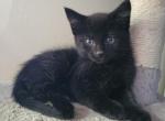 Maya - Domestic Kitten For Sale - 