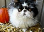 Cfa tabby and a black bicolor - Persian Kitten For Sale - 