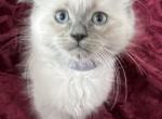 Ragdoll Male  Purple Collar - Ragdoll Kitten For Sale - 