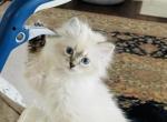 Feya - Siberian Kitten For Sale - LA, US