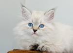 Lily - Siberian Kitten For Sale - LA, US