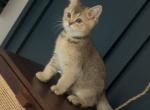 Tator - Scottish Fold Kitten For Sale - 