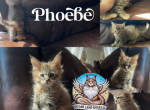 Phoebe - Maine Coon Kitten For Sale - Sugar Land, TX, US