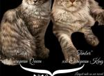 Eden X Timber - Maine Coon Kitten For Sale - 