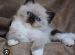 Daffodil - Ragdoll Kitten For Sale - Hatfield, PA, US