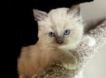 Sadie - Ragdoll Kitten For Sale - 