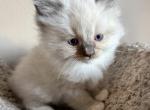 Star - Ragdoll Kitten For Sale - 