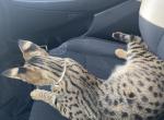 Sage - Savannah Cat For Sale - Irvine, CA, US