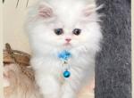 Milo - Persian Kitten For Sale - 