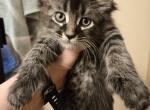 Female Polydactl Black and Silver Maine Coon - Maine Coon Kitten For Sale - Cumming, GA, US