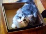 Silver British Shorthair mix - British Shorthair Kitten For Sale - 