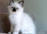 Kitten 7 - Ragdoll Kitten For Sale - Charlotte, NC, US