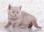 British A Fefor - British Shorthair Kitten For Sale - New York, NY, US