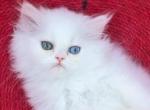 Juliet - Persian Kitten For Sale - 