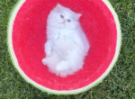 Baby girl Juliet - Persian Kitten For Sale - 