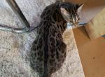 Emmy - Bengal Cat For Sale/Retired Breeding - Bridgeton, NJ, US