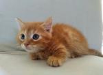 Garfield & Nick - Munchkin Kitten For Sale - Canton, GA, US