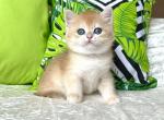 Carina British - British Shorthair Kitten For Sale - New York, NY, US