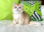 Conor British - British Shorthair Kitten For Sale - New York, NY, US