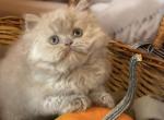 Teddy - British Shorthair Kitten For Sale - Los Angeles, CA, US