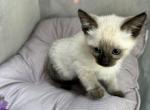 Female Siamese 1 - Siamese Kitten For Sale - Oregon City, OR, US