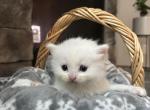 Mimi's litter - Ragamuffin Kitten For Sale - Harrisburg, NC, US