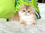 Candy2 British - British Shorthair Kitten For Sale - New York, NY, US