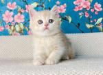 Ketty British - British Shorthair Kitten For Sale - New York, NY, US