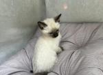 Female Siamese Kitten 2 - Siamese Kitten For Sale - Oregon City, OR, US