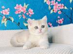 Kelly British - British Shorthair Kitten For Sale - New York, NY, US